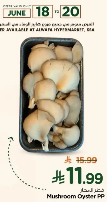 فطر المحار في علبه.