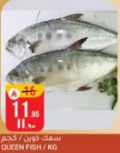 Queen Fish / KG