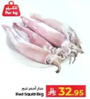 حبار احمر كبير
