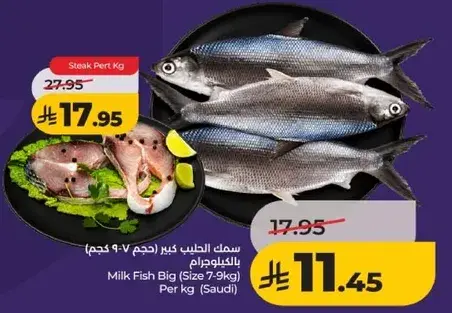 سمك الحليب كبير (حجم 7-9 كجم) بالكيلوغرام
