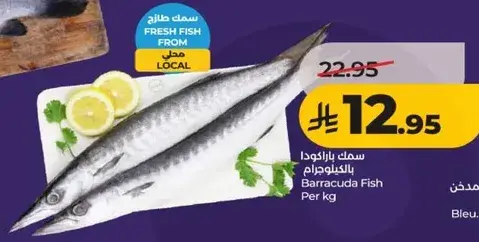 سمك باراكودا بالكيلوغرام