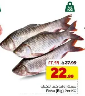 سمك روهو كبير للكيلو