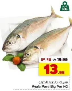 سمك ايبلا بارا للكيلو