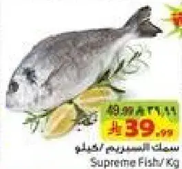 سمك السوبريم/كجم