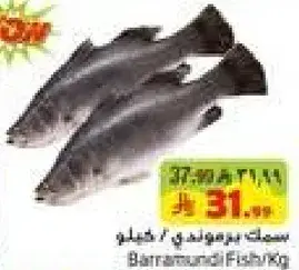 سمك براكودا/كجم