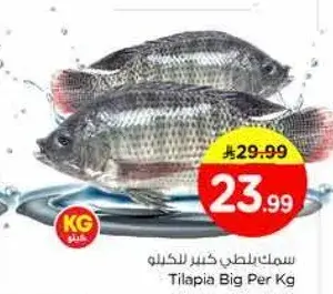 سمك بلطي كبير للكيلو