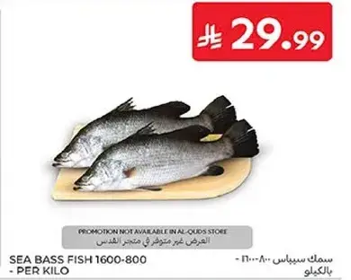 Sea bass fish 1600-800 - per kilo