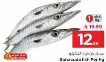 Barracuda fish Per Kg