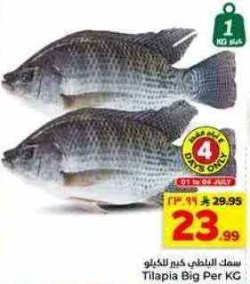 سمك البلطي كبير للكغ