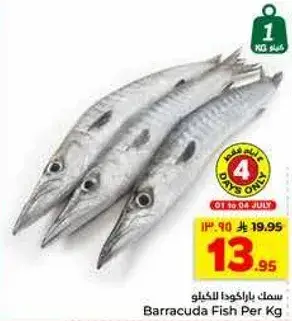 سمك باراكودا للكيلو