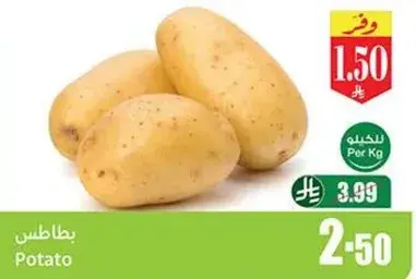 بطاطس