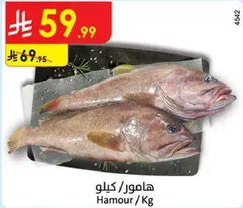 Hamour / Kg