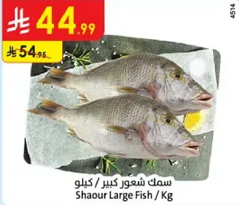 سمك شعور كبير / كيلو