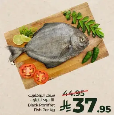 سمك الهامور الاسود للكilo