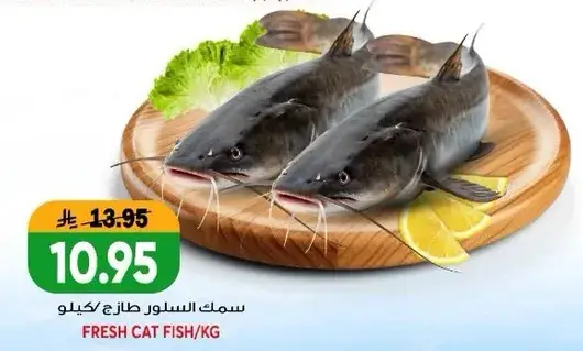 سمك السلور طازج/كيلو