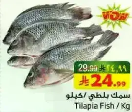 سمك بلطي/كيلو
