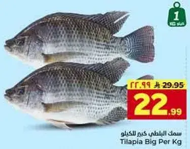 سمك البلطي كيم للكيلو