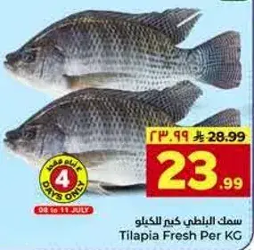 سمك البلطي كم للكيلو