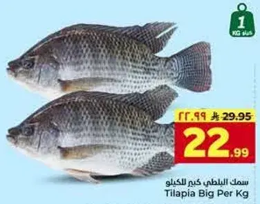 سمك البلطي كجم للكيلو
