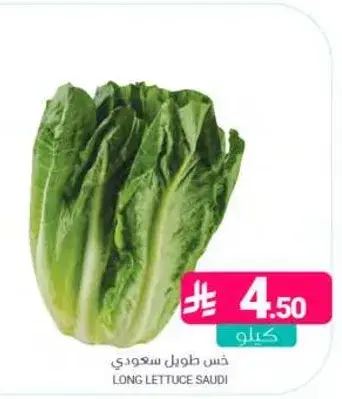 Long lettuce Saudi