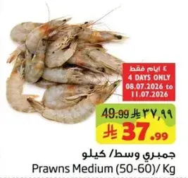 جمبري وسط 50-60 كجم