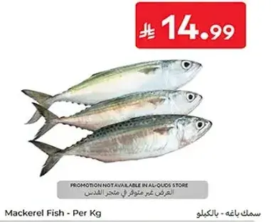 Mackerel Fish - Per Kg