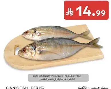 سمك جنيس - بالكيلو