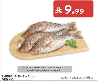 سمك شعور صغير - بالكيلو