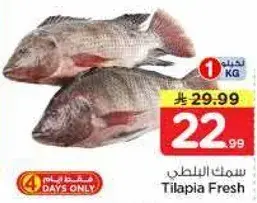سمك البلطي