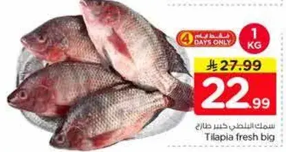 سمك البلطي الكبير