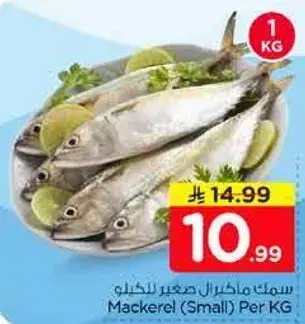 سمك مكرل صغير للكيلو
