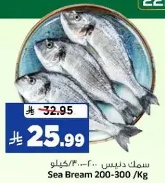سمك دنيز 200-300 /كيلو