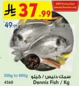 سمك دنيس / كيلو