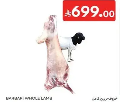 خروف بري كامل