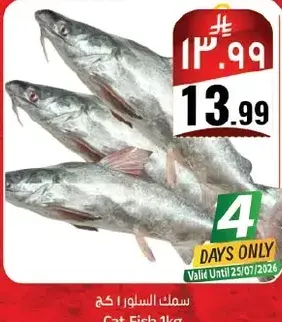 Cat Fish, 1kg.