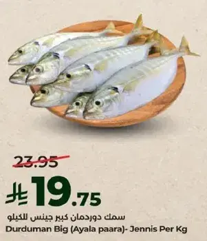 سمك دوردومان كبير جينيس للكيلو