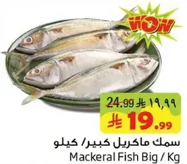 سمك ماكريل كبير/كيلو