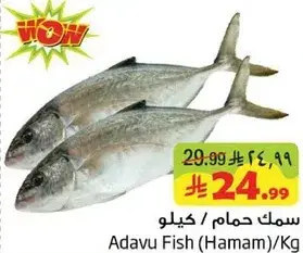 سمك حمام/كيلو