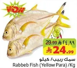 سمك ربيب/كيلو
