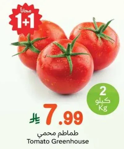 Tomato Greenhouse