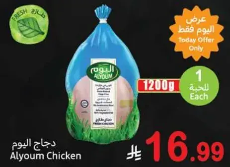 دجاج اليوم