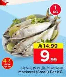 سمك مكرل صغير للكيلو