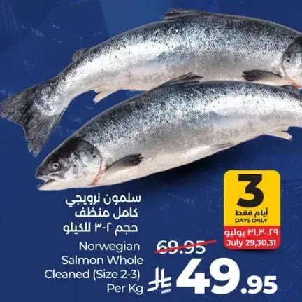 سلمون نرويجي كامل نظيف (حجم 2-3) للكيلو