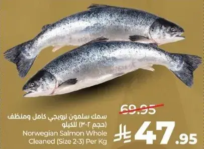 سمك سالمون نرويجي كامل ومنظف (حجم 2-3) للكيلو