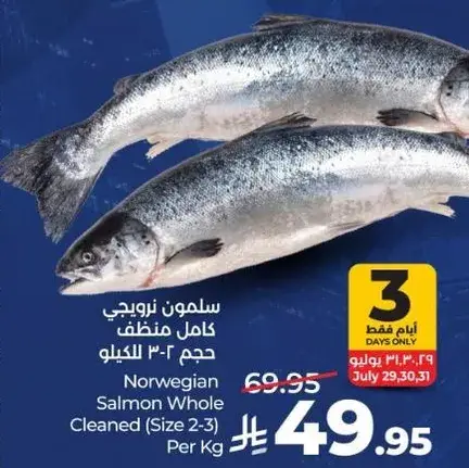 سلمون نرويجي كامل منظف (حجم 2-3) للكيلو