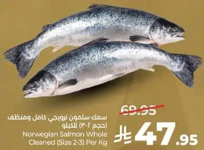 سمك سلمون نرويجي كامل ومنظف للكغ