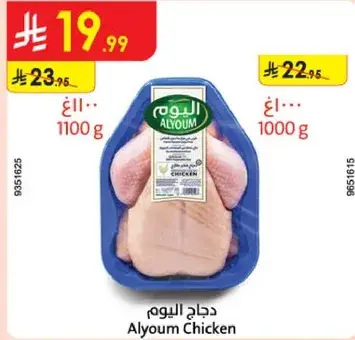دجاج اليوم