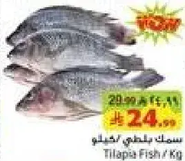 Tilapia Fish / Kg