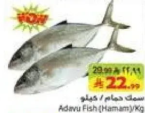 Adavu Fish (Hamour) / Kg