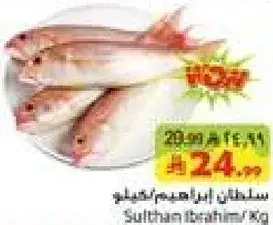 Sultan Ibrahim / Kg